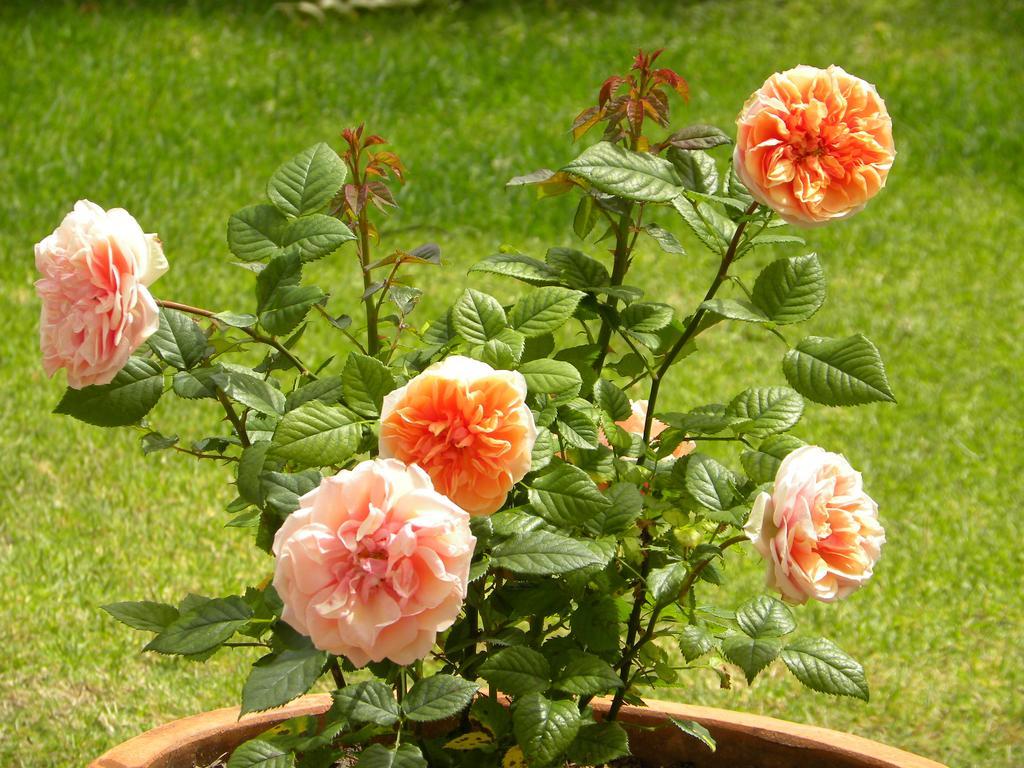 Applegarth B&B And Self-Catering Studios Cape Town Ngoại thất bức ảnh