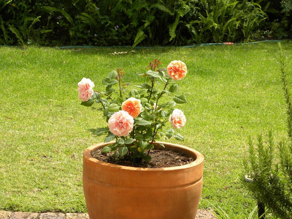 Applegarth B&B And Self-Catering Studios Cape Town Ngoại thất bức ảnh
